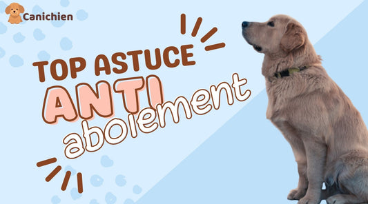 Top astuce anti aboiement de chien pendant vos absences