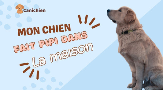 mon-chien-fait-pipi-dans-la-maison