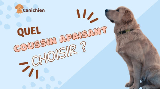 coussin-apaisant-chien-blog