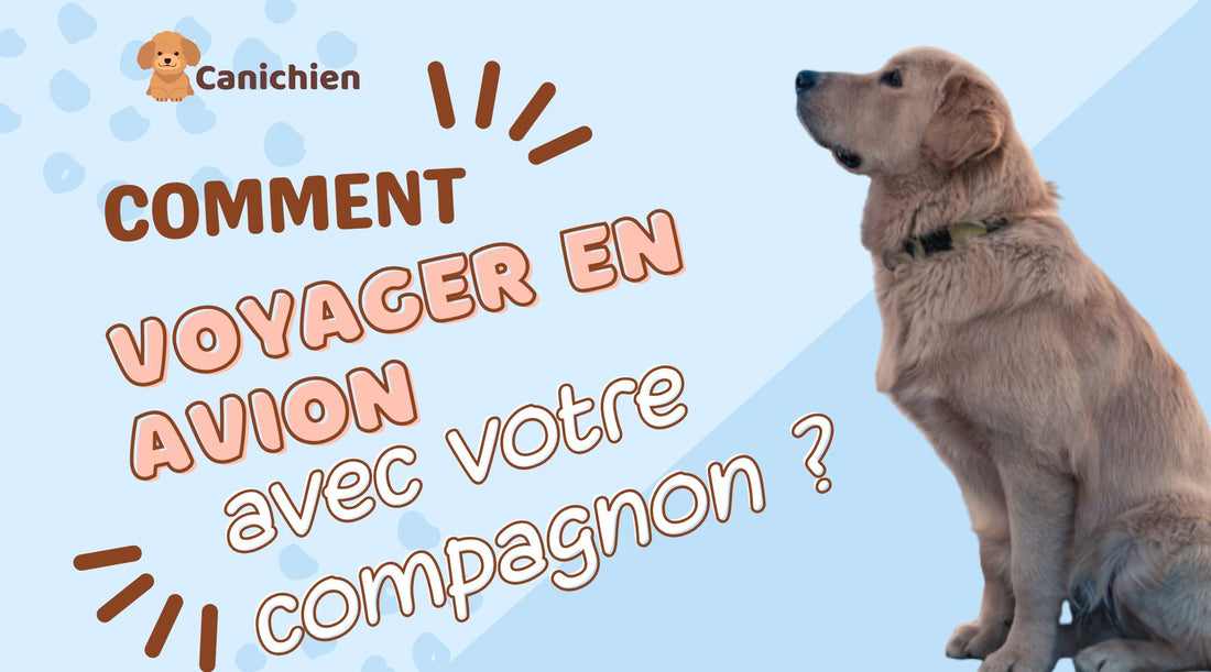 sac-de-transport-chien-en-avion