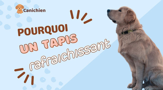 tapis-rafraichissant-pour-chien-blog