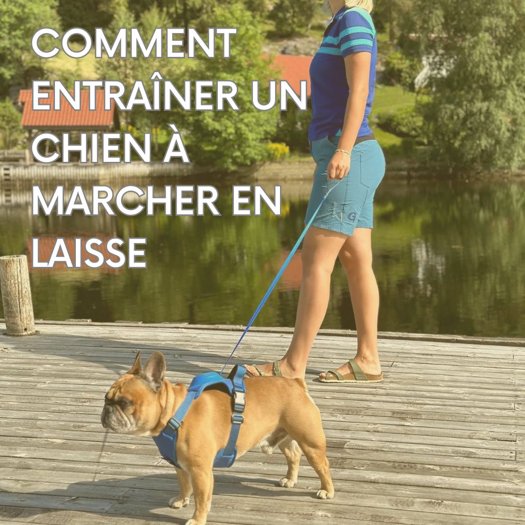 Ebook - COMMENT ENTRAÎNER UN CHIEN À MARCHER EN LAISSE
