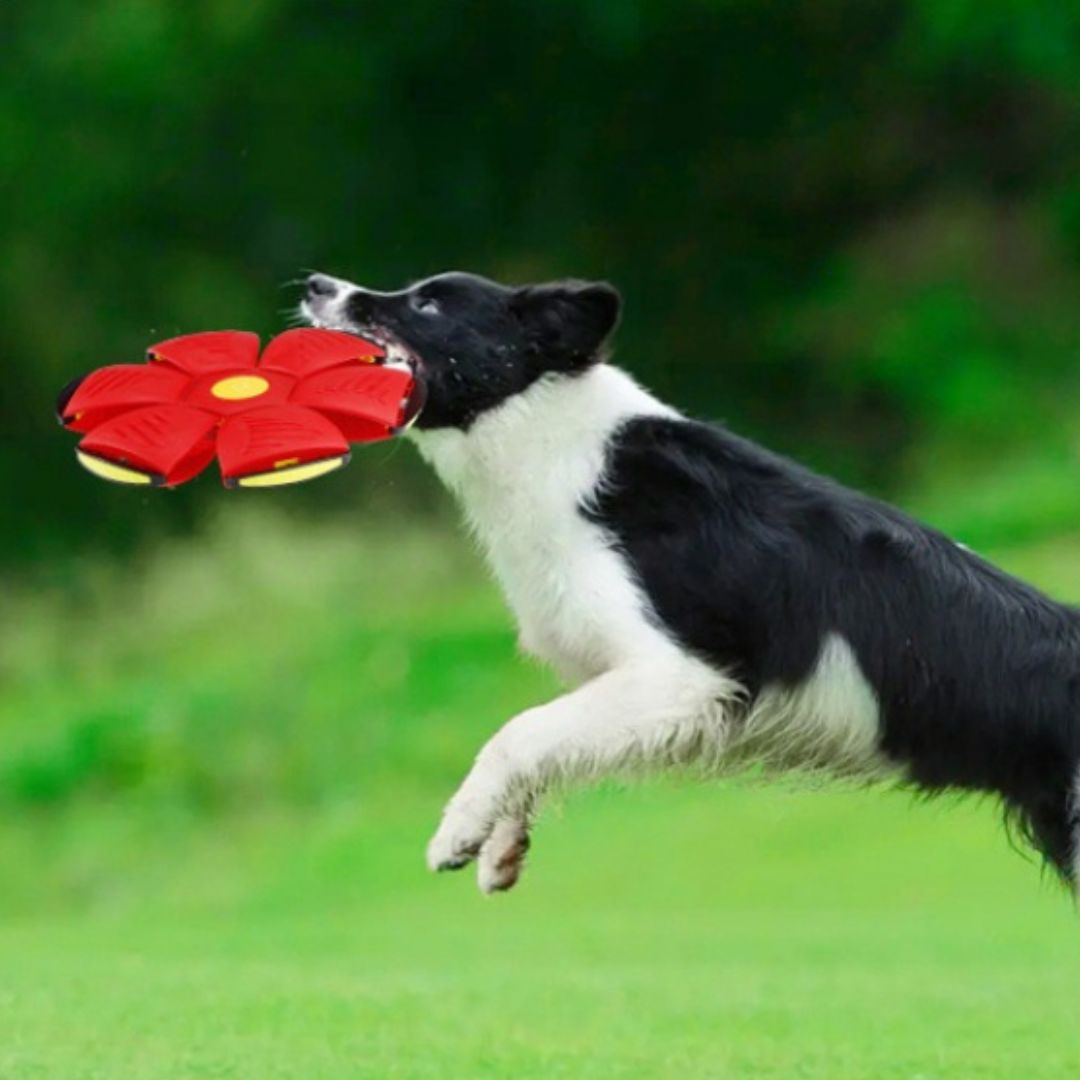 Balle pour chien | RelaxBall™