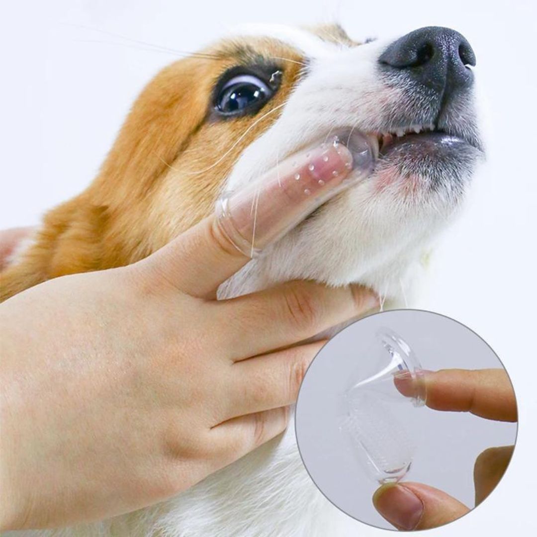 Brosse a dent chien | CleanSmile™