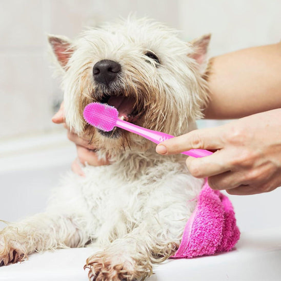 brosse-a-dent-chien-rose-360