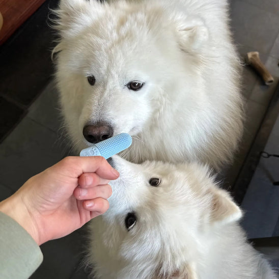 brosse-a-dent-pour-chien-bleu
