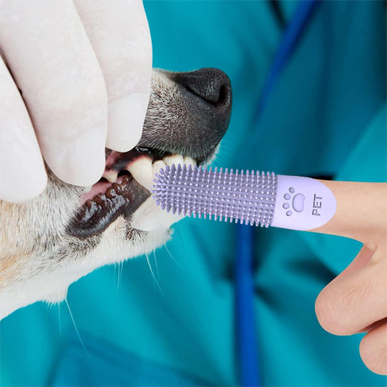 brosse-a-dent-pour-chien-hygiene-dentaire