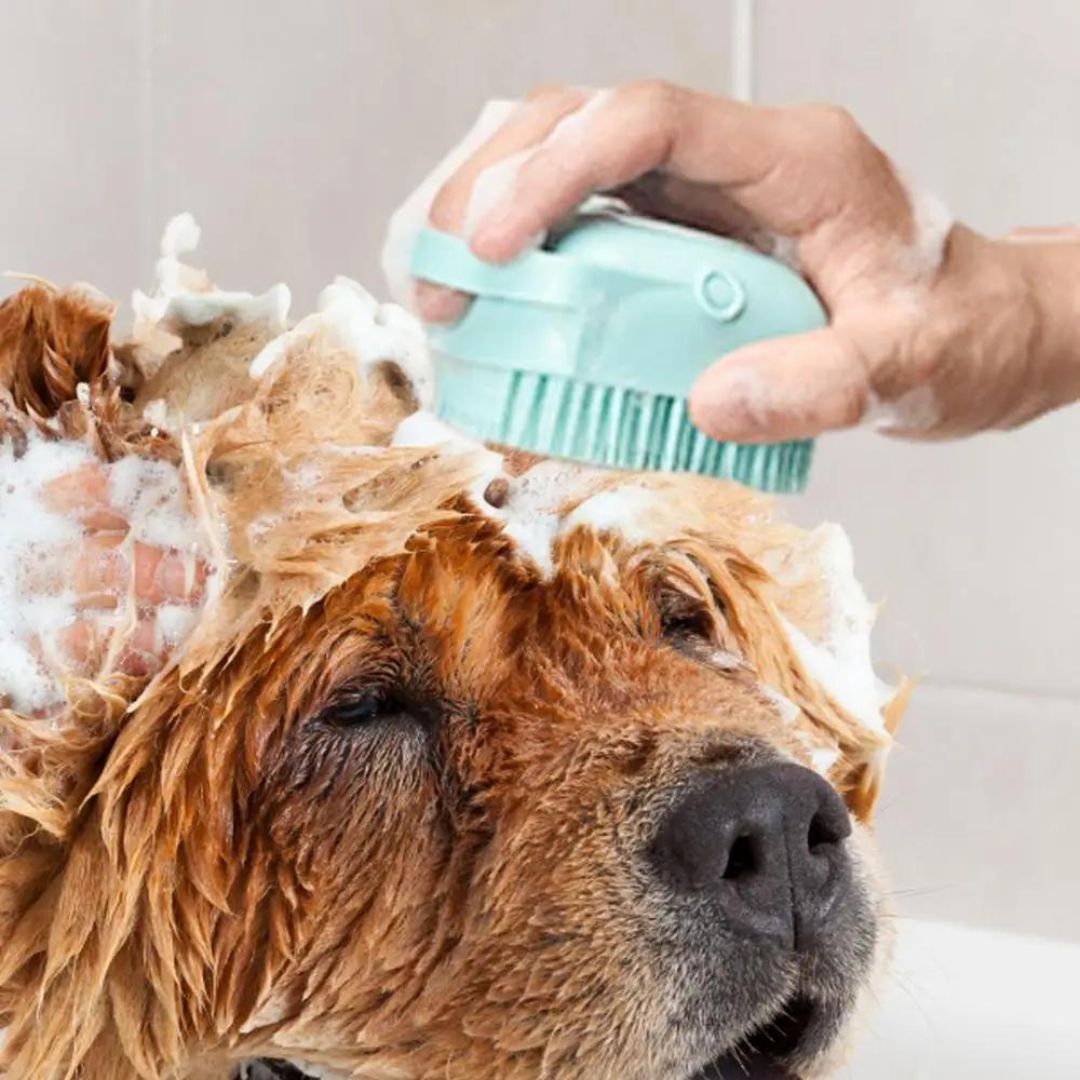 brosse-de-bain-pour-chien-vert-anti-stress