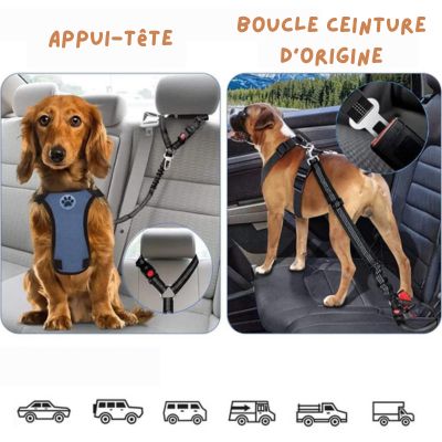 ceinture-de-securite-pour-chien-utilisation