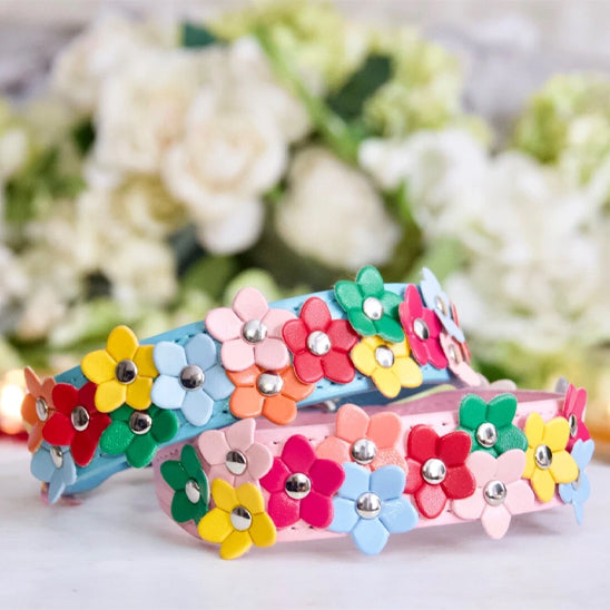 collier-chien-couleur-rose-bleu
