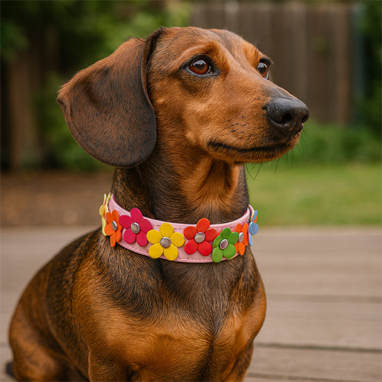 collier-chien-jaune