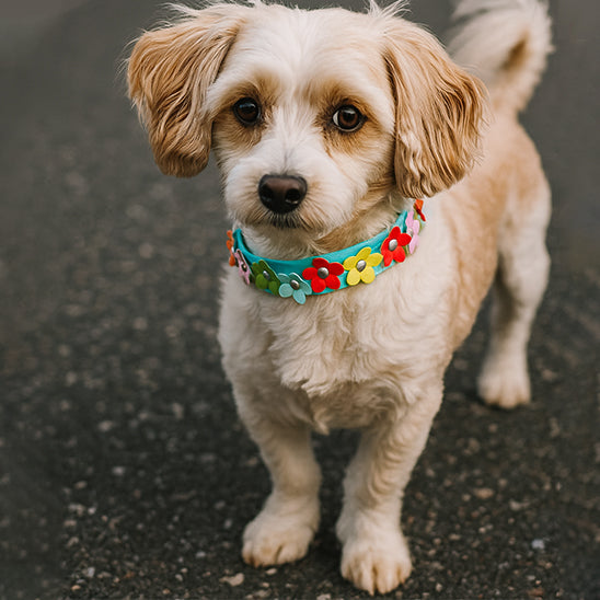 collier-chien-petit-chien-confortable