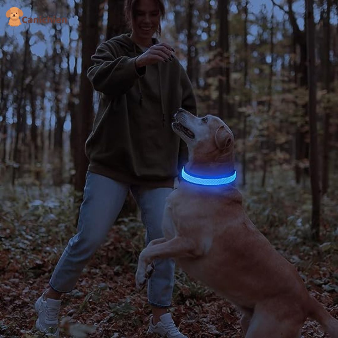 COLLIER LUMINEUX CHIEN | NightGuard™