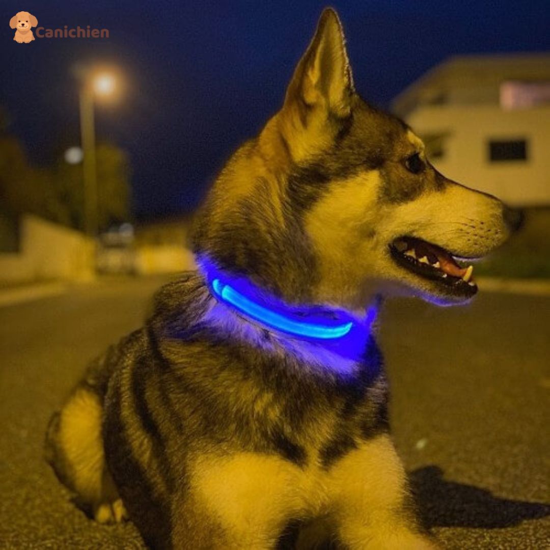 COLLIER LUMINEUX CHIEN | NightGuard™