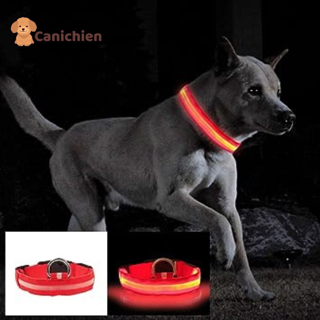 collier-lumineux-chien-rouge-variante