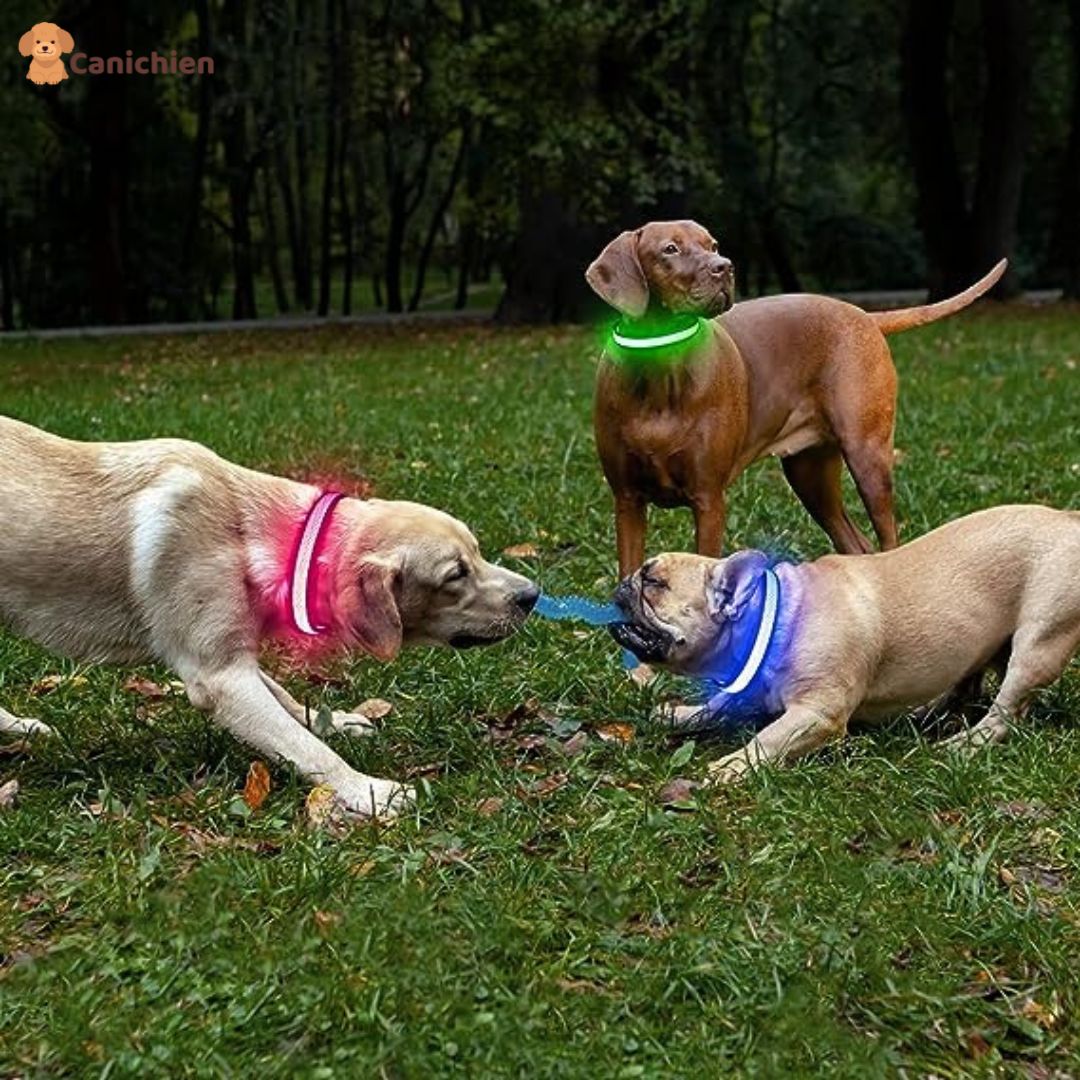COLLIER LUMINEUX CHIEN | NightGuard™