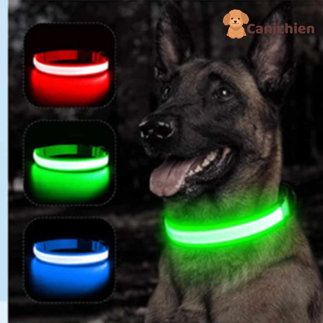 collier-lumineux-chien-trois-couleur