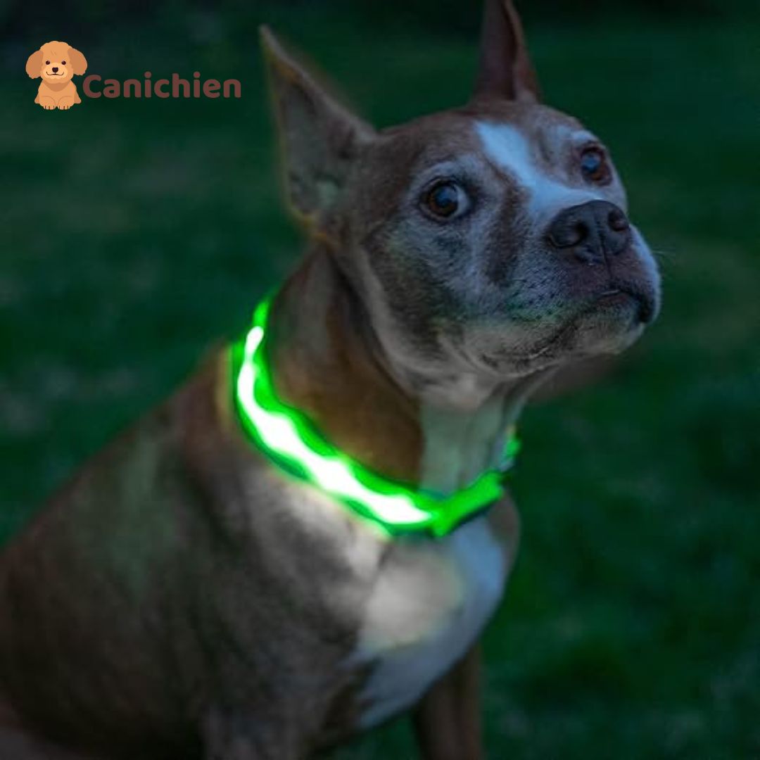 collier-lumineux-chien-vert-comfort