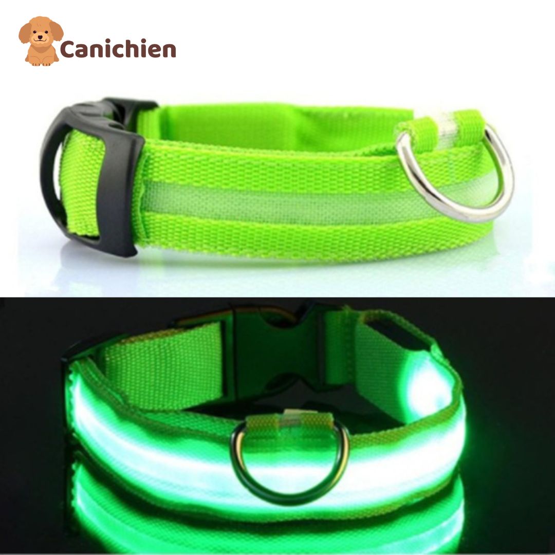 collier-lumineux-chien-vert