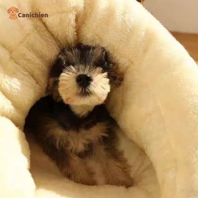 coussin-anti-stress-chien-interieur