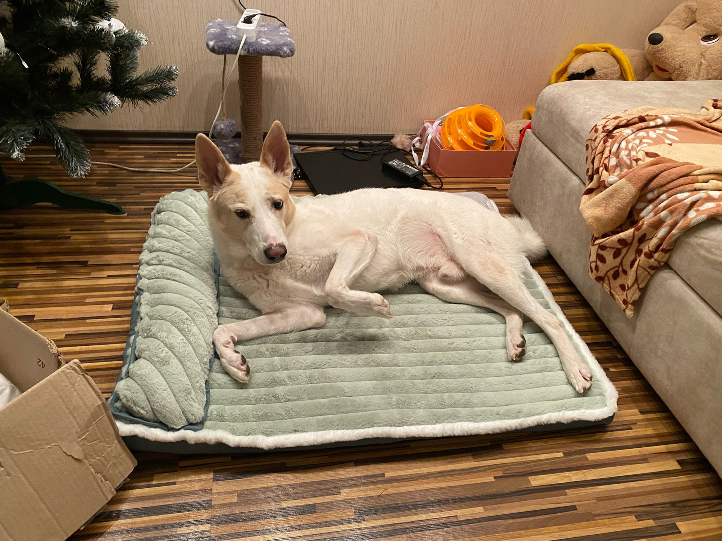 coussin-chien-vert-photo