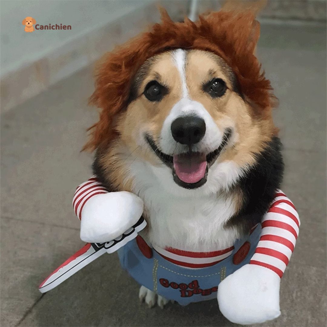 DEGUISEMENT CHIEN | ChuckyDog™