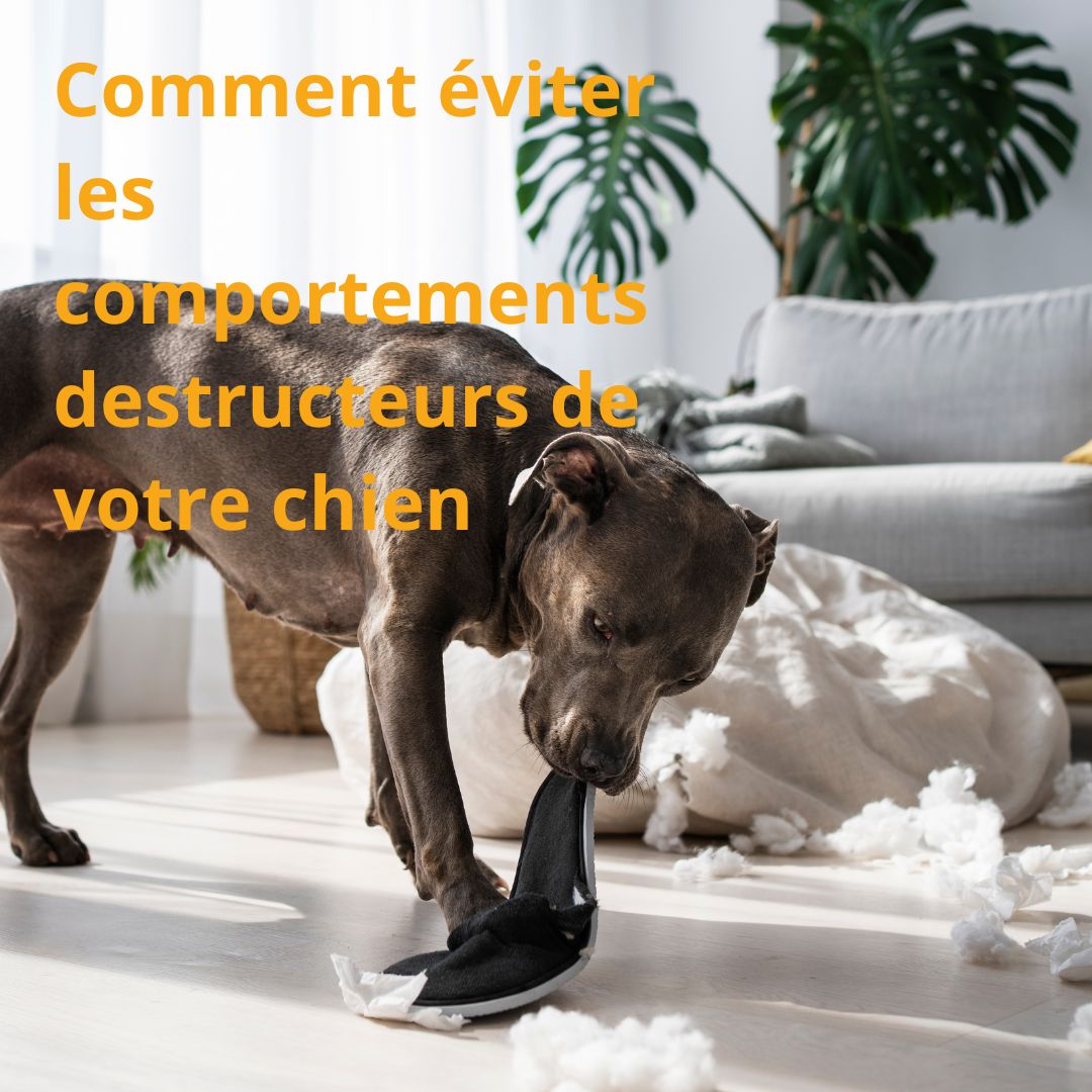 Ebook - Comment éviter les comportements destructeurs