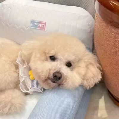 fauteuil-chien-bleu-blanc-relaxant