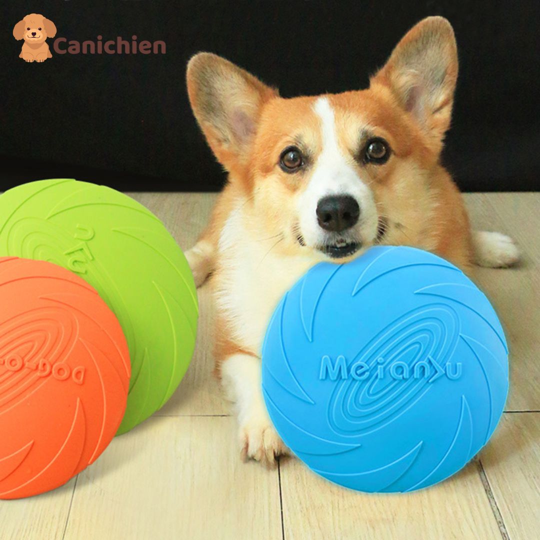 Le frisbee pour chien