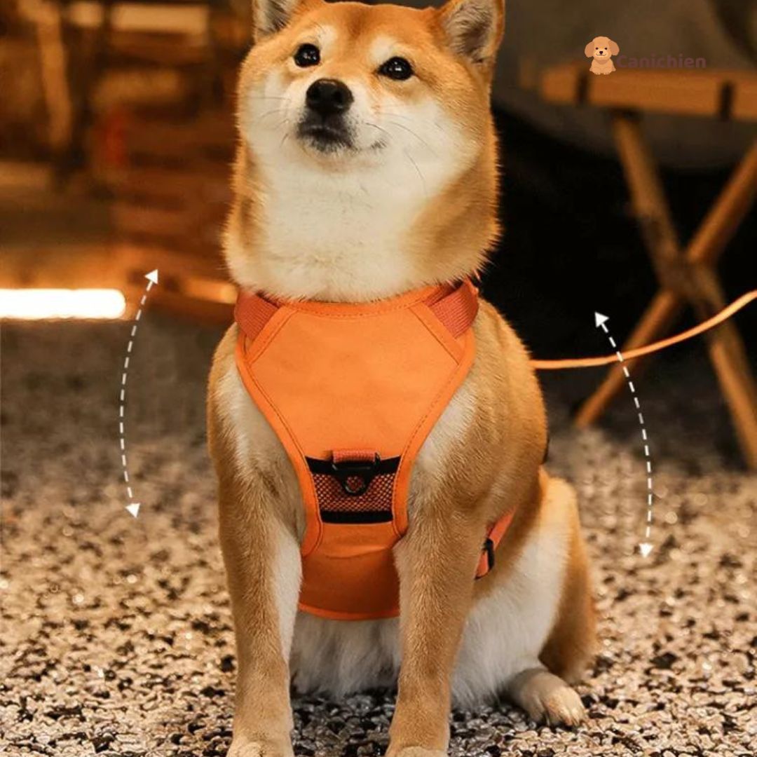 harnais-pour-chien-avant