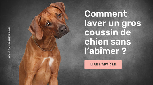 laver-coussin-chien-blog