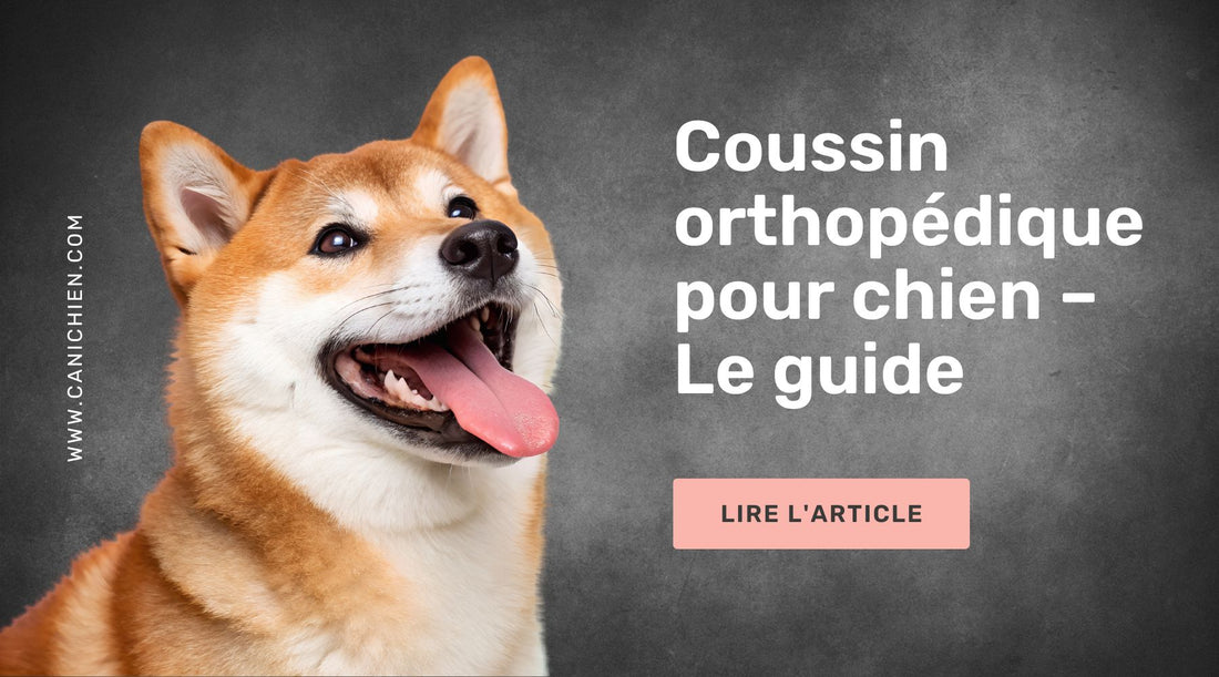 Coussin orthopédique pour chien – Le guide complet