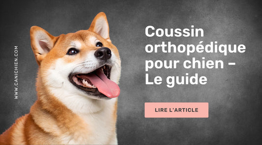 Coussin orthopédique pour chien – Le guide complet