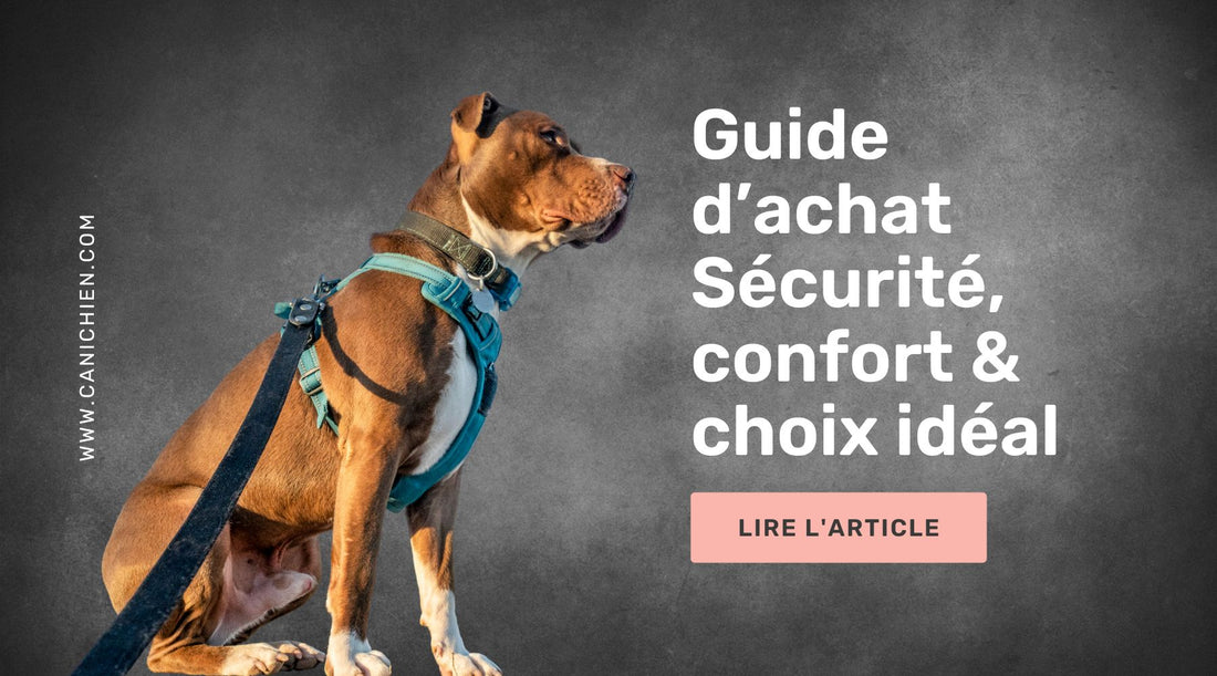 Guide d’achat harnais chien - Sécurité, confort & choix idéal