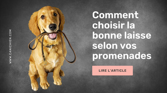 Laisse pour chien - comment choisir la bonne selon vos promenades