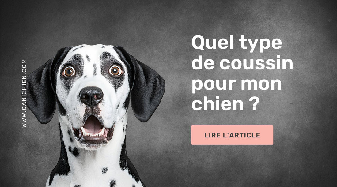 Quel type de coussin pour mon chien