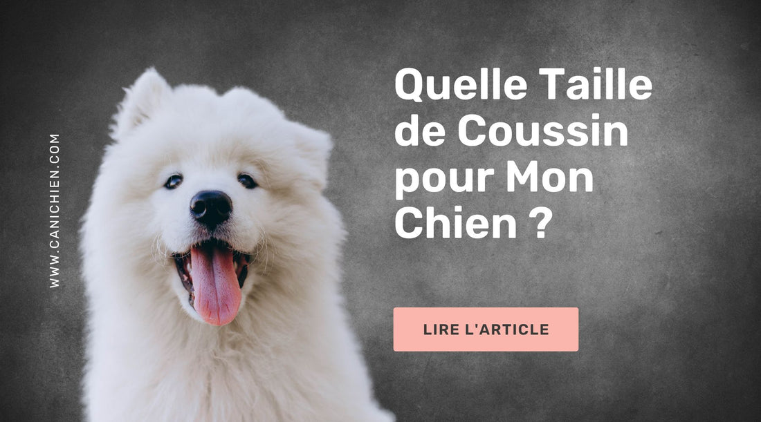 Quelle Taille de Coussin pour Mon Chien