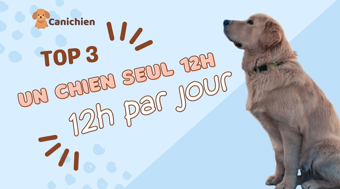 chien-seul-12h-par-jour-blog