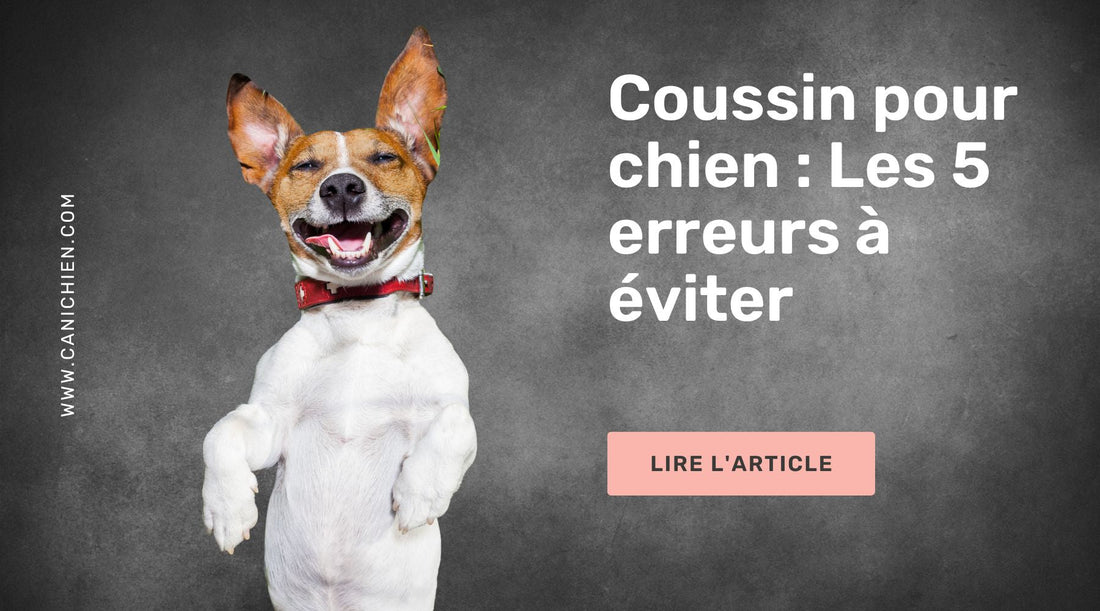 Coussin pour chien : Les 5 erreurs à éviter