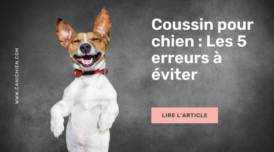 Coussin pour chien : Les 5 erreurs à éviter