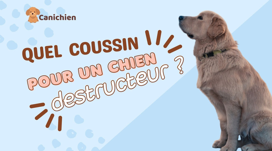 coussin-pour-chien-destructeur