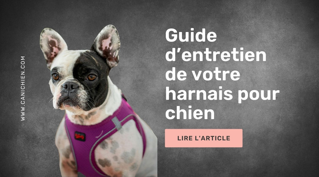entretien-harnais-chien
