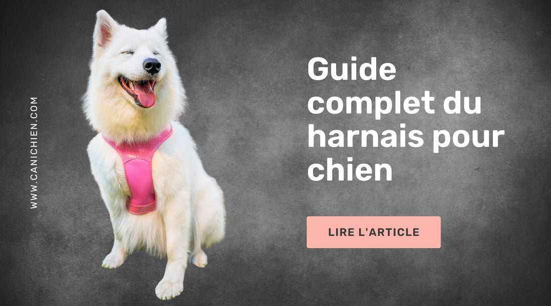 guide complet harnais chien
