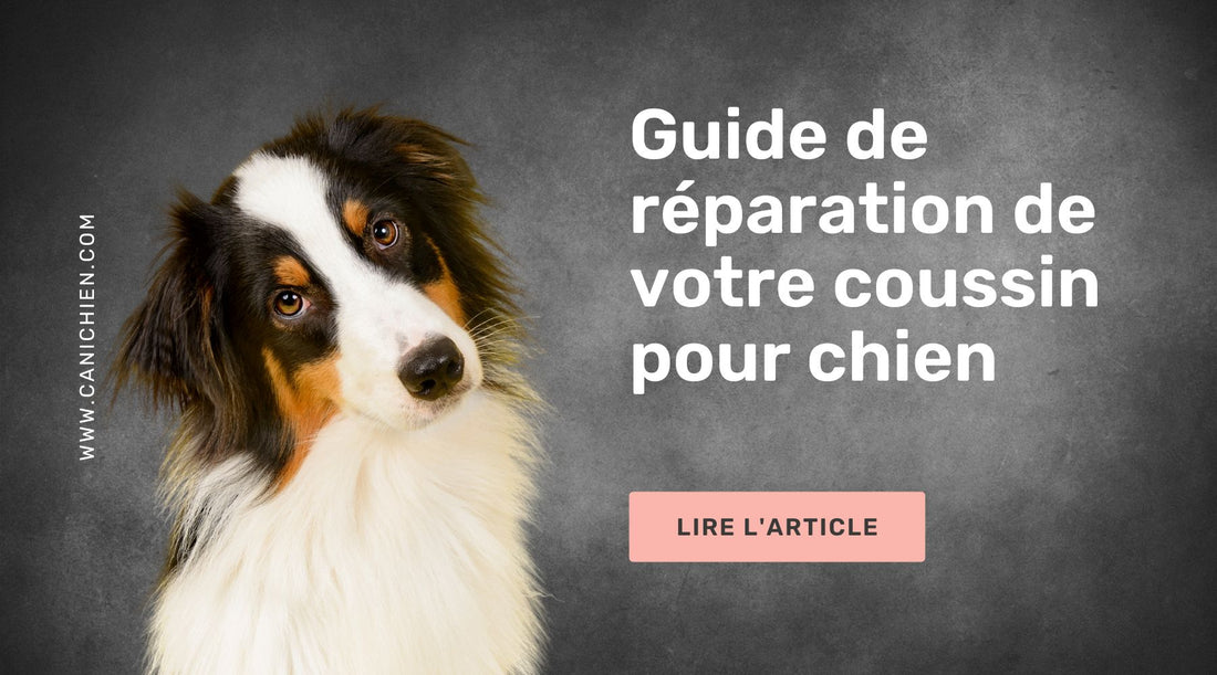 guide reparation coussin chien