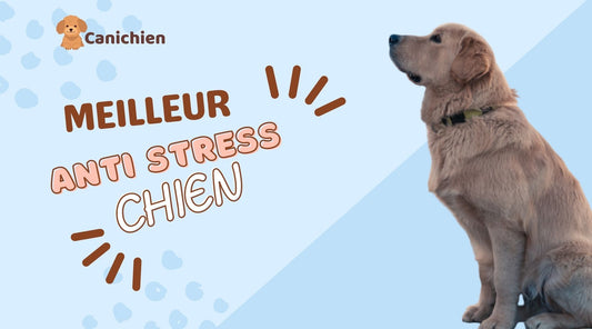 meilleur-anti-stress-chien