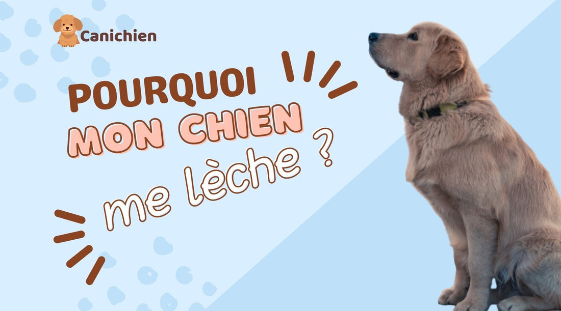 pourquoi-mon-chien-me-lèche-blog
