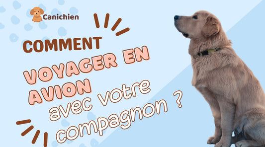 sac-de-transport-chien-en-avion