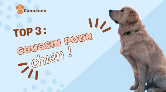 top-3-coussin-pour-chien