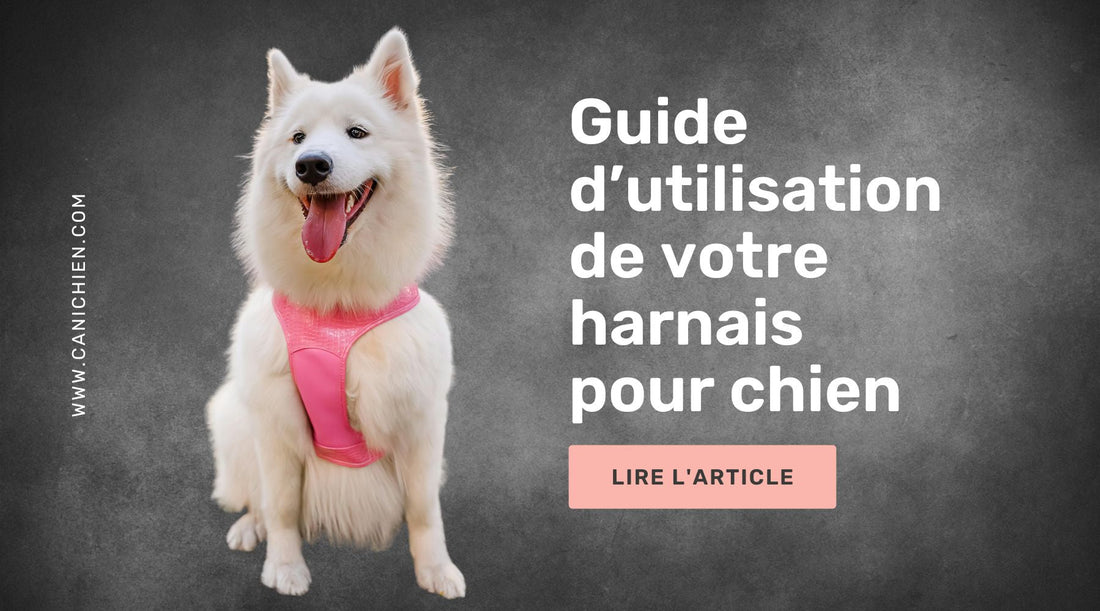 utilisation harnais chien
