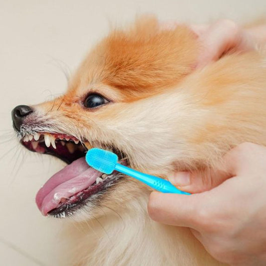 brosse-a-dent-chien-bleu-halene
